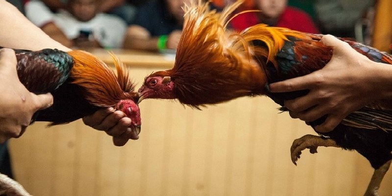 Giới thiệu đôi nét về đá gà Thomo 67