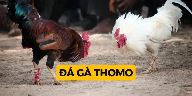 Giới thiệu sơ lược về gà chọi C1 Thomo