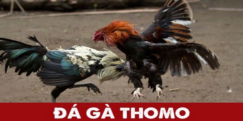 Gà Chọi C1 Thomo - Hình Thức Cá Cược Hấp Dẫn Tại Vin777