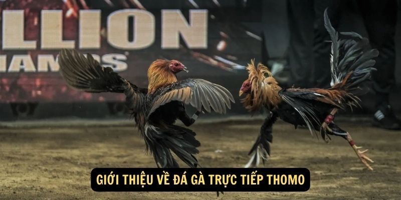 Bí quyết chơi chọi kê C1 Thomo hiệu quả