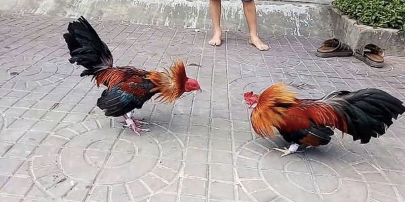 Đá Gà 88 - Hình Thức Cá Cược Trực Tuyến Hấp Dẫn Hàng Đầu