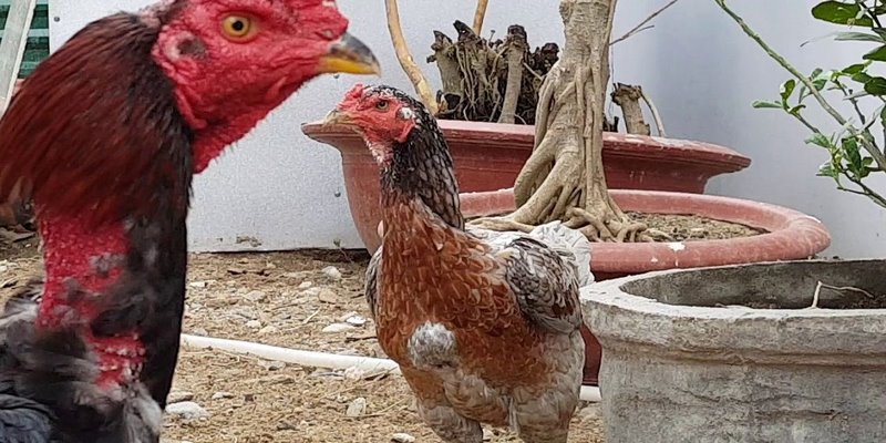 Tổng hợp 3 cửa cược của gà chọi Thomo