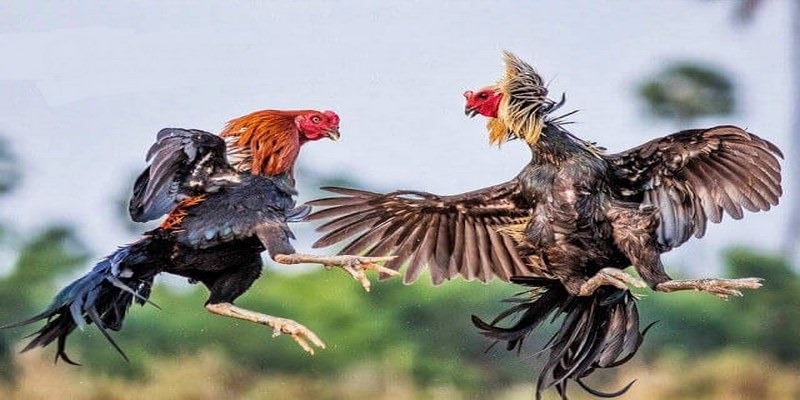 Sơ lược về đá gà trực tiếp C1 hấp dẫn