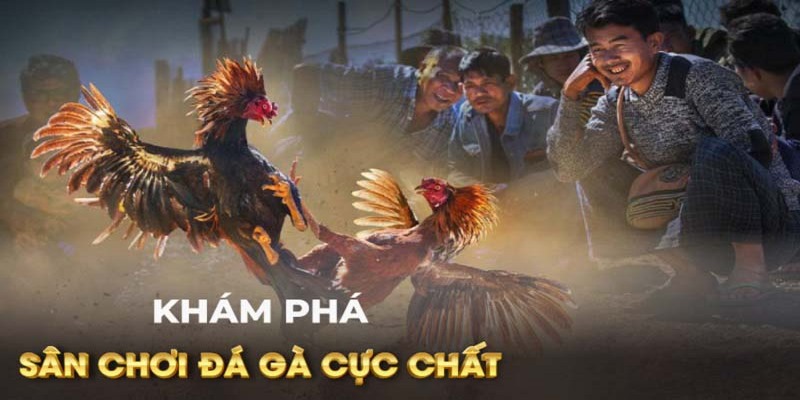 coi đá gà trực tiếp