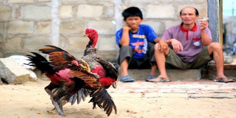 Coi đá gà trực tiếp với BLV chuyên nghiệp