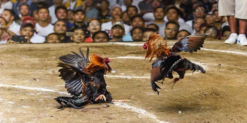 Các cửa cược trọng đá gà trực tiếp C1