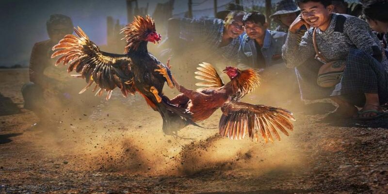 Tổng hợp các hình thức đá gà C2 hấp dẫn