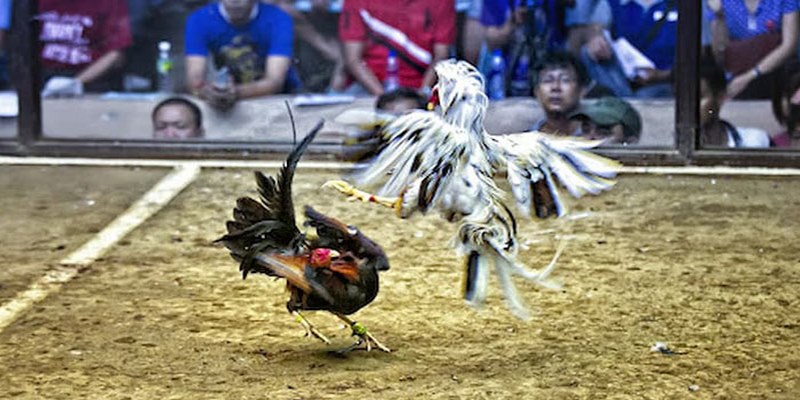 Đôi nét về đá gà trực tiếp C4 thú vị