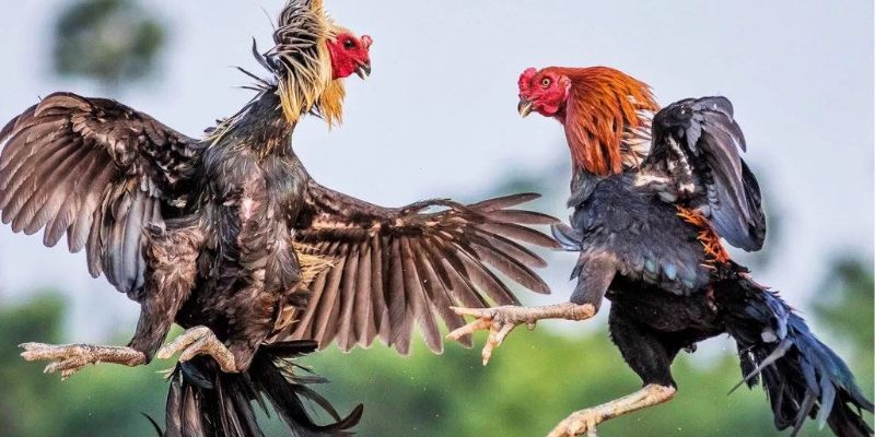 Cá Cược Đá Gà - Các Hình Thức Chọi Kê Hấp Dẫn Tại Vin777