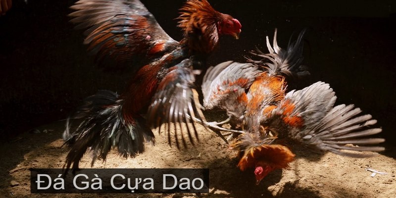 Luật lệ đá gà cựa dao chi tiết nhất