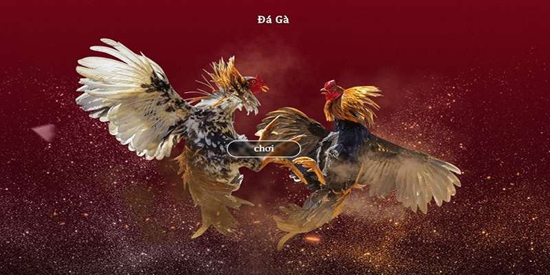 Giới thiệu về đá gà cựa dao siêu hấp dẫn