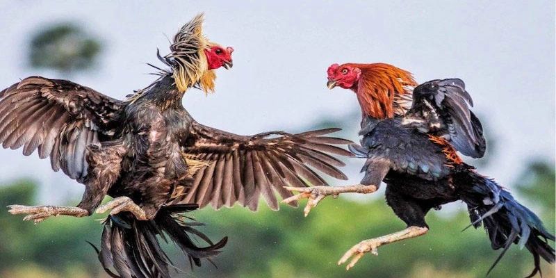 Các hình thức đá gà Thomo mang tính giải trí cao