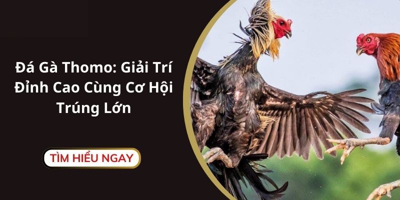 Luật lệ của đá gà Thomo cần nắm rõ