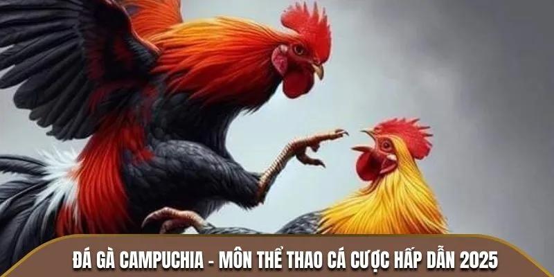 Giới thiệu đá gà Campuchia