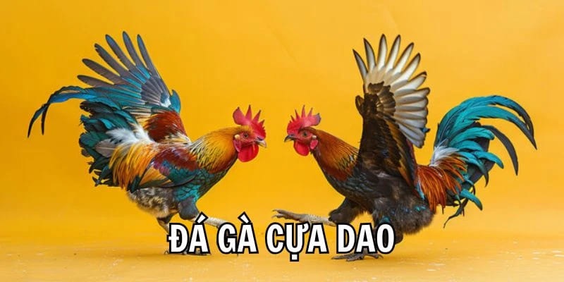 Chi tiết luật của chọi gà cựa dao