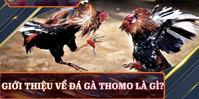 Đá Gà Thomo - Siêu Phẩm Chọi Kê Hàng Đầu Thị Trường