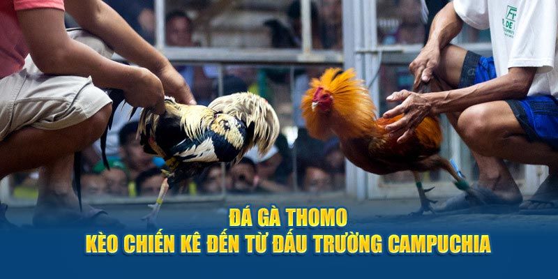 Thông tin cần nắm rõ về đá gà Thomo