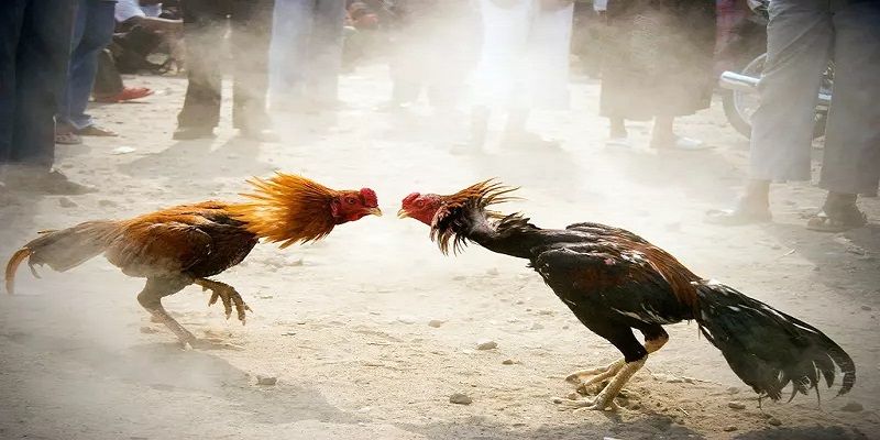 Wala Là Gì? Đặc Điểm Nhận Dạng Của Giống Gà Đến Từ Châu Mỹ