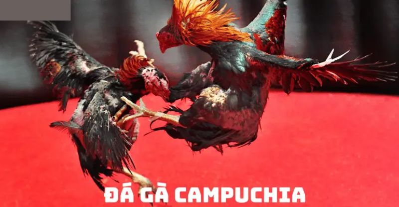 Nên xem đá gà Campuchia hôm qua ở trang nào uy tín?