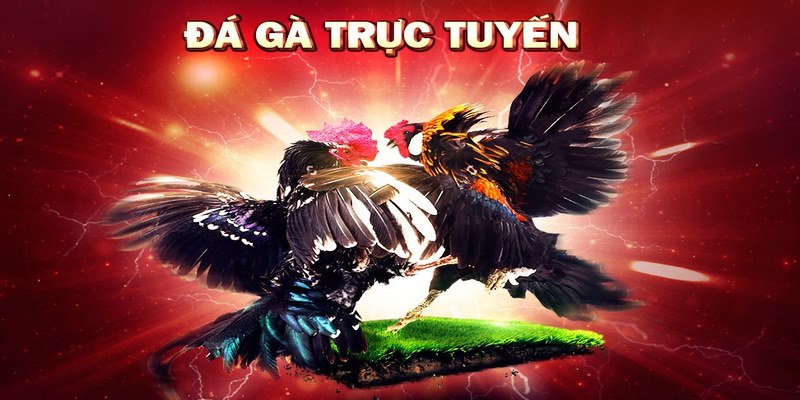 Những mẹo chơi đá gà Campuchia casino chắc thắng