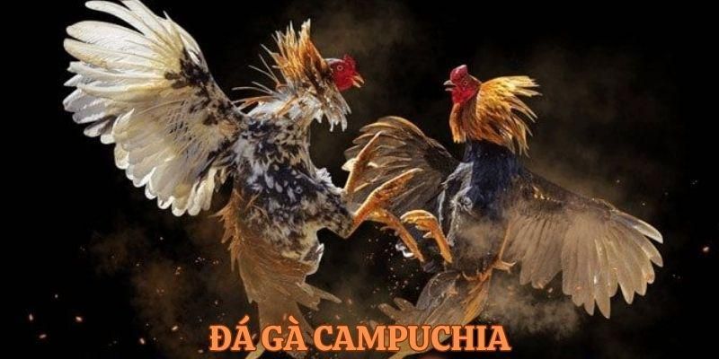 Đá Gà Campuchia Hôm Qua Xem Ở Đâu Uy Tín, Đầy Đủ Nhất?
