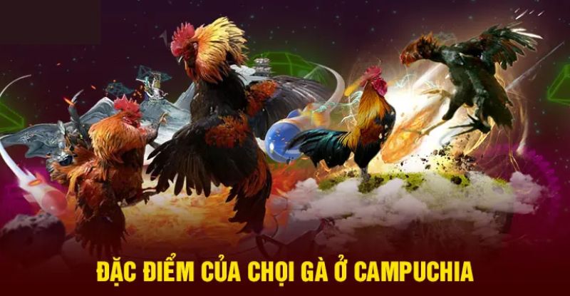 Đá gà Campuchia hôm qua có gì thú vị?