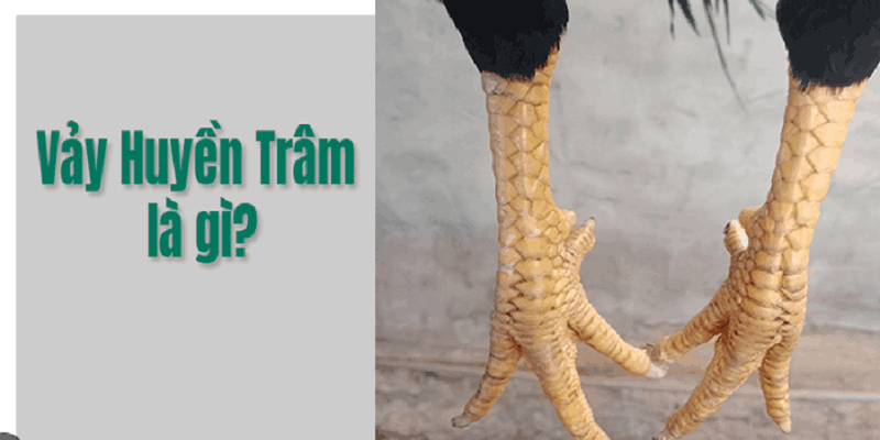 Dấu hiệu nhận biết vảy gà huyền trâm