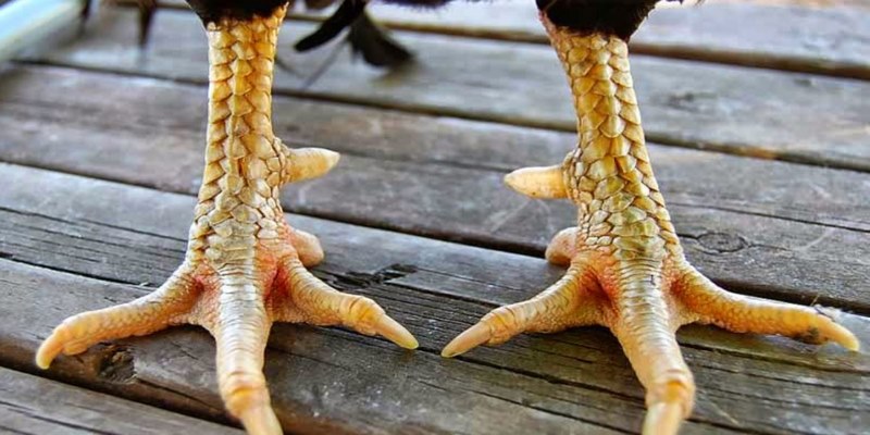 Tìm hiểu về vảy gà đá