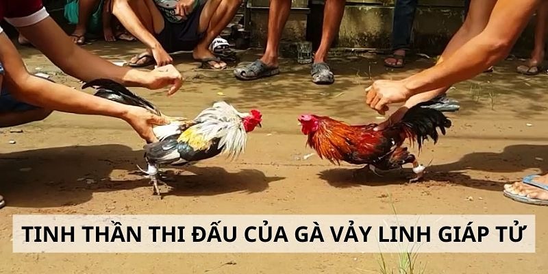 Vảy gà linh giáp tử nhận biết thần kê thiện chiến