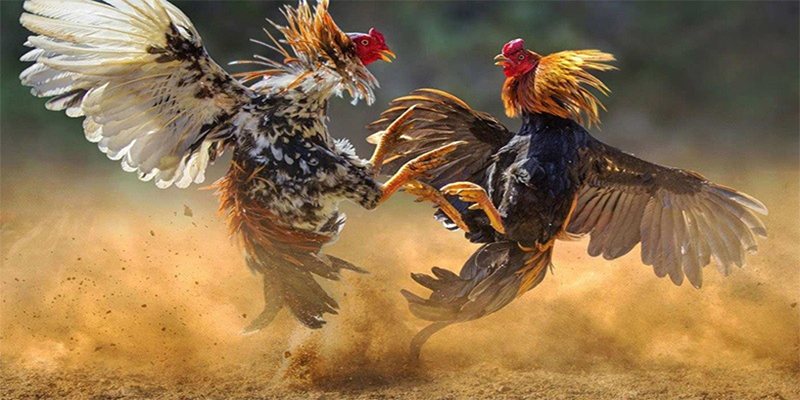 Chợ Tốt Đá Gà - Nơi Quy Tụ Những Chiến Kê Đẳng Cấp Nhất