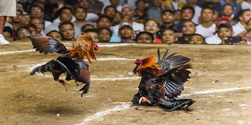 Làm sao để nhận diện dòng kê tốt tại chợ tốt đá gà?