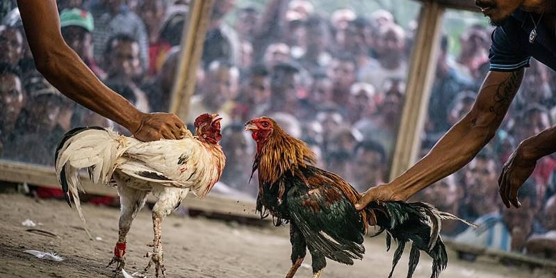 Thông tin cơ bản về chợ tốt đá gà