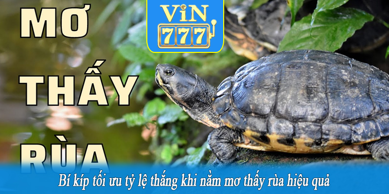 Bí kíp tối ưu tỷ lệ thắng khi nằm mơ thấy rùa hiệu quả