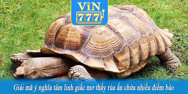 Giải mã ý nghĩa tâm linh giấc mơ thấy rùa ẩn chứa nhiều điềm báo