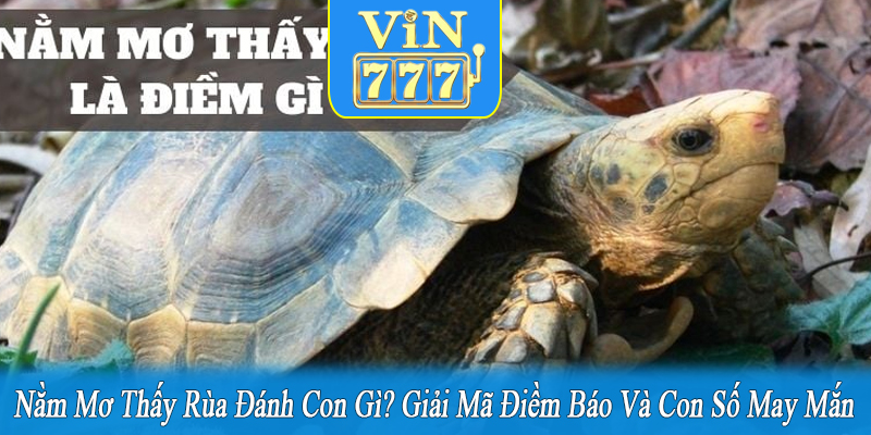 nằm mơ thấy rùa đánh con gì